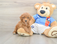 9 week old Poodle Puppy For Sale - Puppy Love PR