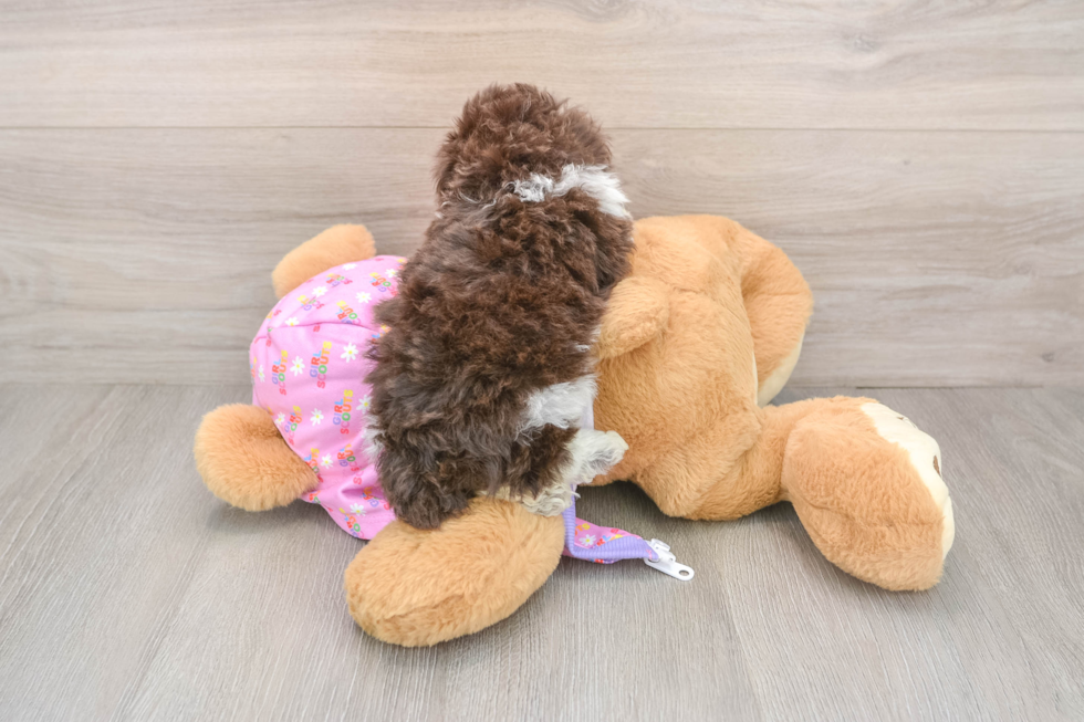 Hypoallergenic Poodle Baby