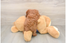 Adorable Pooodle Purebred Puppy
