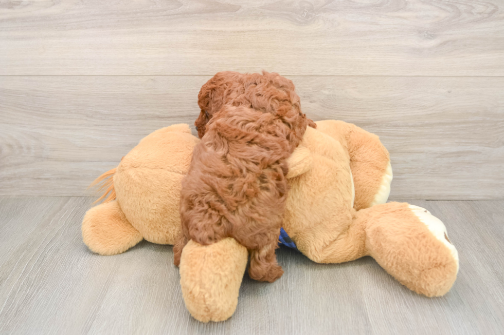 Adorable Pooodle Purebred Puppy