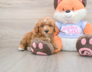 5 week old Poodle Puppy For Sale - Puppy Love PR