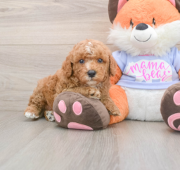 7 week old Poodle Puppy For Sale - Puppy Love PR