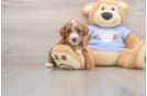 Energetic Pooodle Purebred Puppy