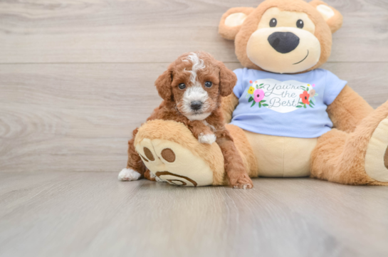 Energetic Pooodle Purebred Puppy