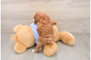 Poodle Puppy for Adoption