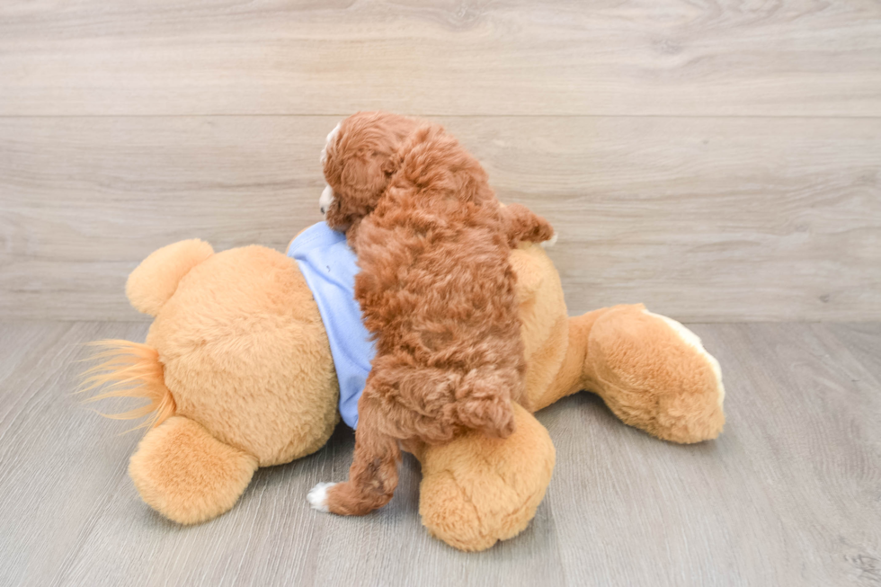 Poodle Puppy for Adoption