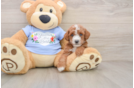 Poodle Pup Being Cute