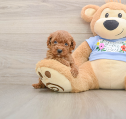 7 week old Poodle Puppy For Sale - Puppy Love PR
