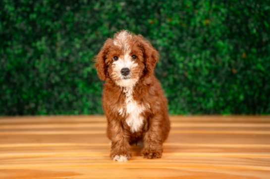 Best Poodle Baby