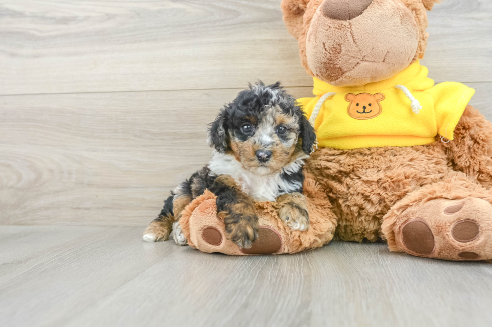 Poodle Pup Being Cute