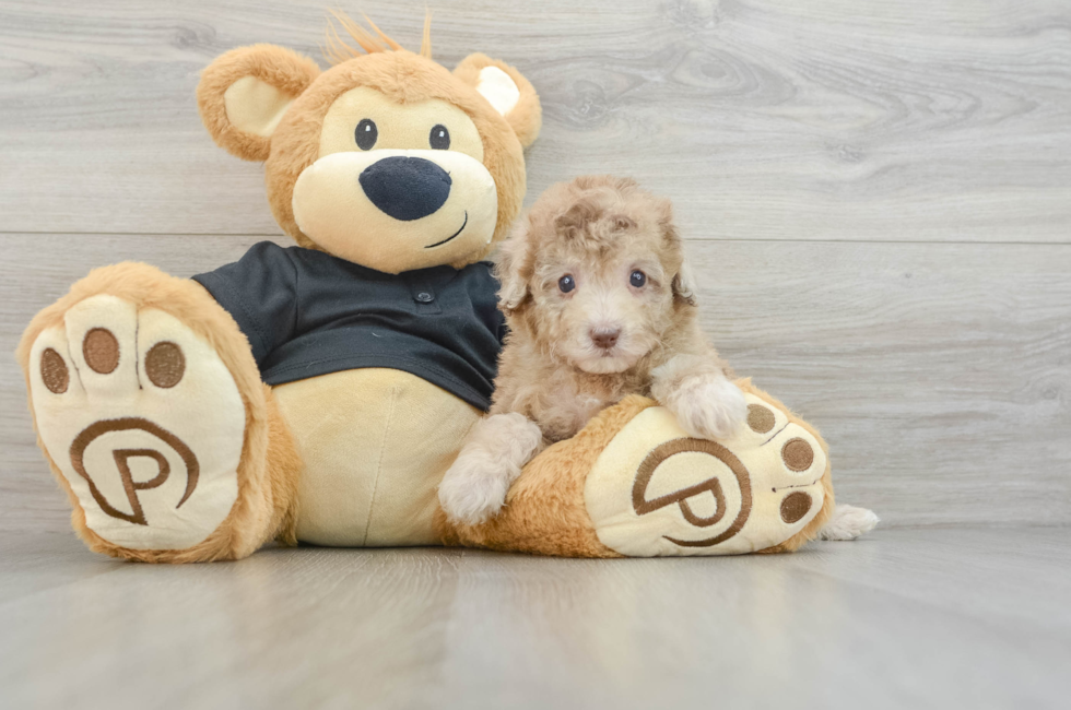 7 week old Poodle Puppy For Sale - Puppy Love PR