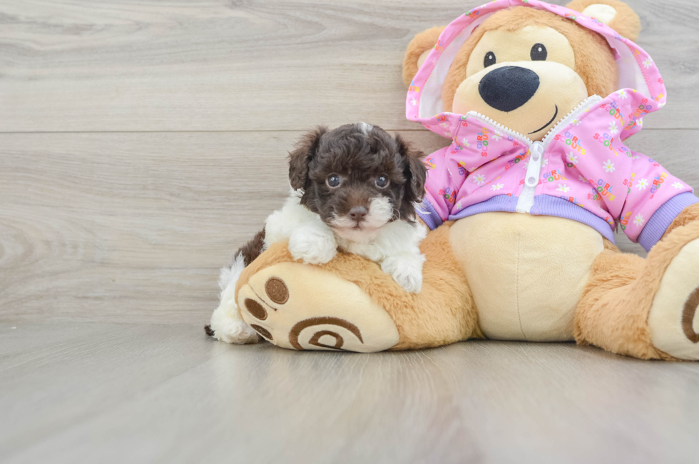 5 week old Poodle Puppy For Sale - Puppy Love PR
