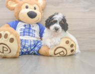 7 week old Poodle Puppy For Sale - Puppy Love PR