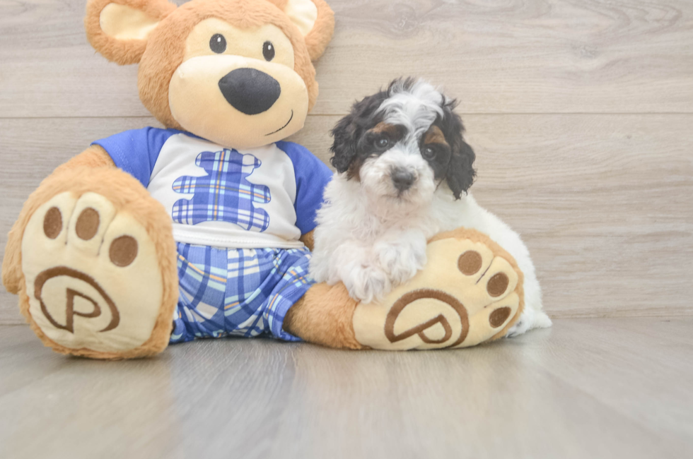5 week old Poodle Puppy For Sale - Puppy Love PR