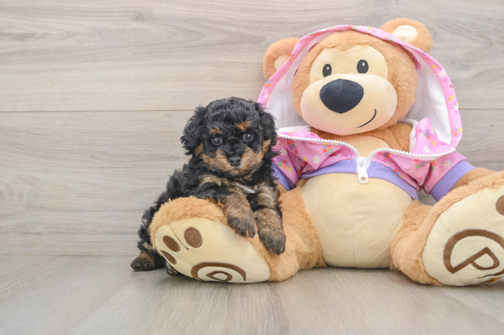 Small Poodle Purebred Pup