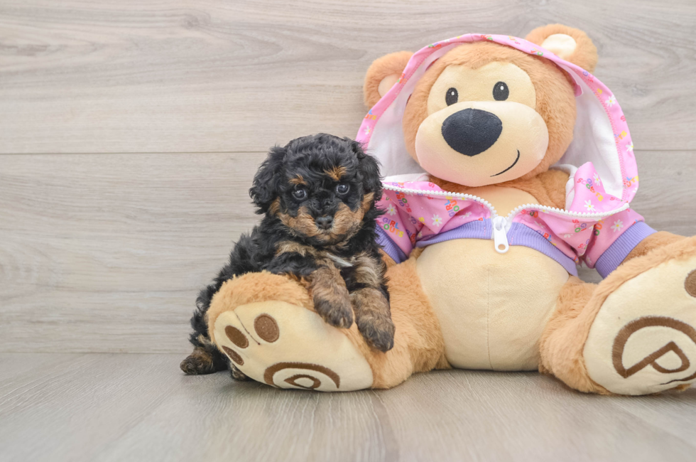 5 week old Poodle Puppy For Sale - Puppy Love PR
