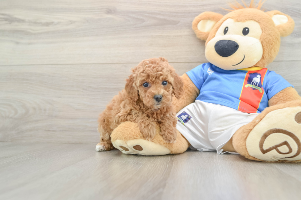 Poodle Pup Being Cute