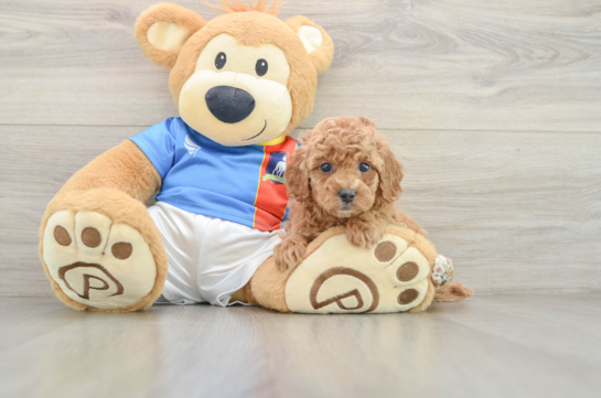 Poodle Pup Being Cute