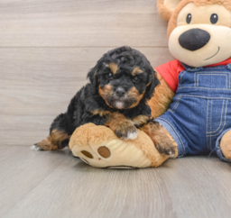 7 week old Poodle Puppy For Sale - Puppy Love PR