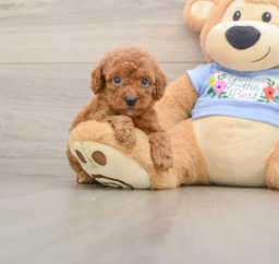 7 week old Poodle Puppy For Sale - Puppy Love PR
