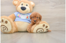 Fluffy Pooodle Purebred Puppy