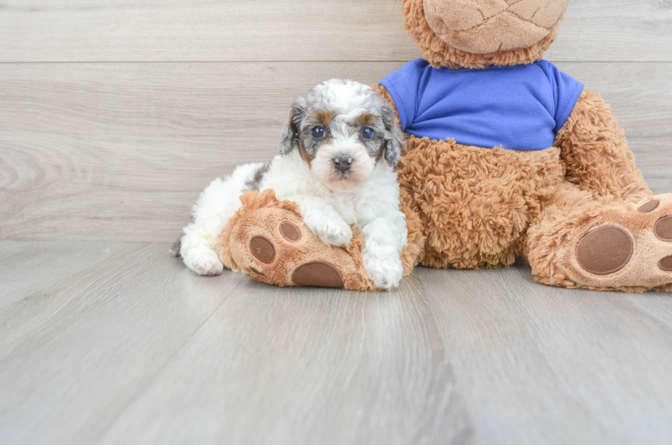 8 week old Poodle Puppy For Sale - Puppy Love PR