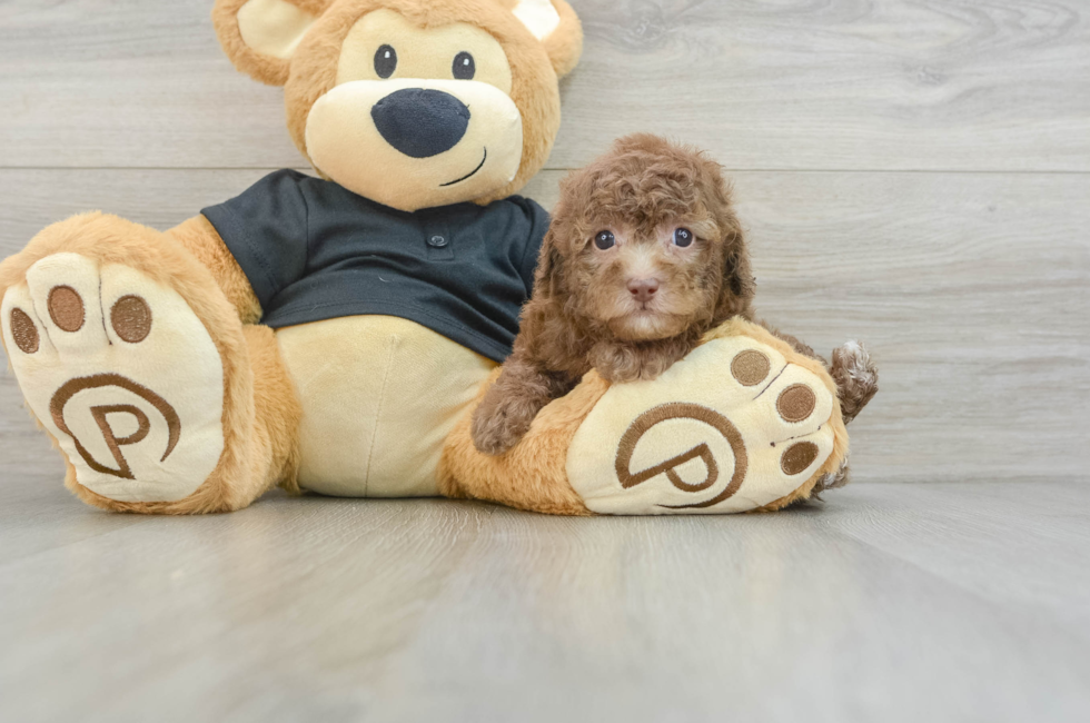 7 week old Poodle Puppy For Sale - Puppy Love PR