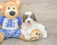7 week old Poodle Puppy For Sale - Puppy Love PR