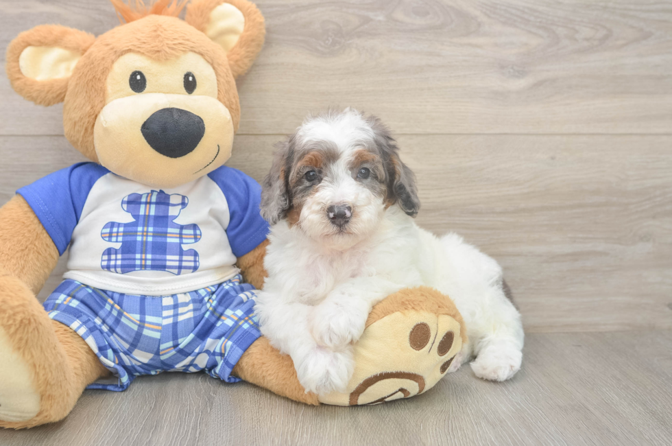 5 week old Poodle Puppy For Sale - Puppy Love PR