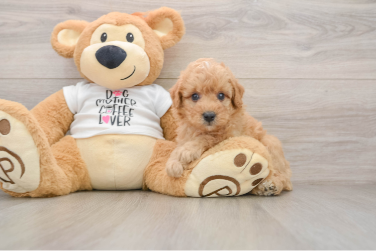 Friendly Poodle Baby