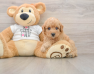 7 week old Poodle Puppy For Sale - Puppy Love PR