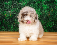 12 week old Poodle Puppy For Sale - Puppy Love PR