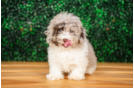 Cute Poodle Purebred Pup