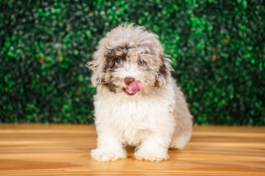 Cute Poodle Purebred Pup