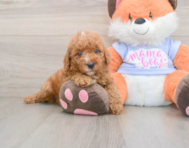 5 week old Poodle Puppy For Sale - Puppy Love PR