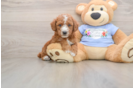 Poodle Pup Being Cute