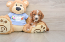 Hypoallergenic Poodle Purebred Pup