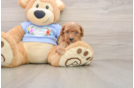 Happy Pudel Purebred Puppy