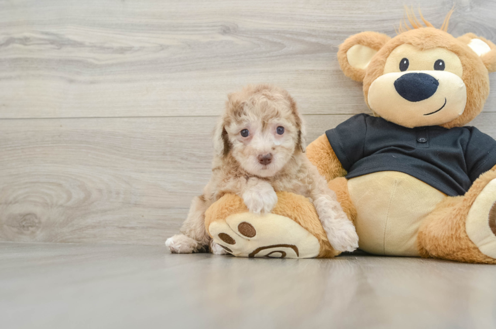 7 week old Poodle Puppy For Sale - Puppy Love PR