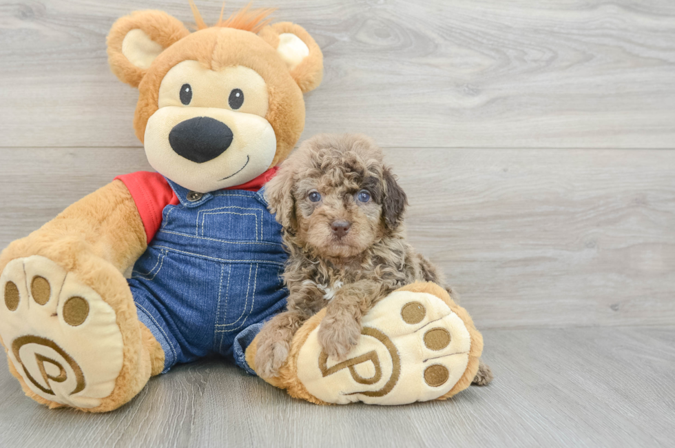 5 week old Poodle Puppy For Sale - Puppy Love PR