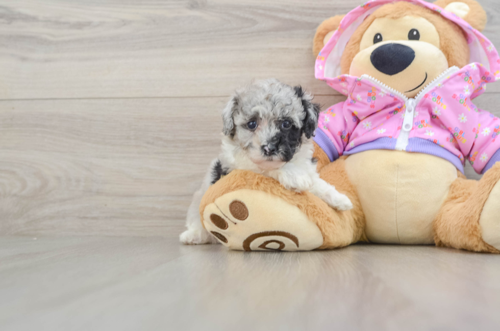 5 week old Poodle Puppy For Sale - Puppy Love PR