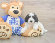8 week old Poodle Puppy For Sale - Puppy Love PR