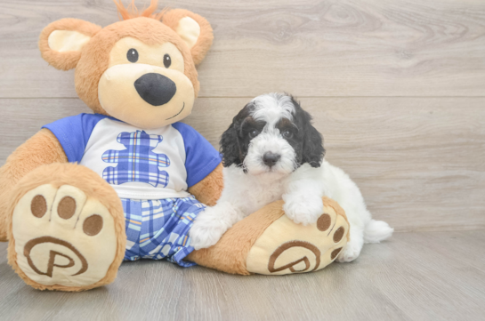 Adorable Caniche Purebred Puppy