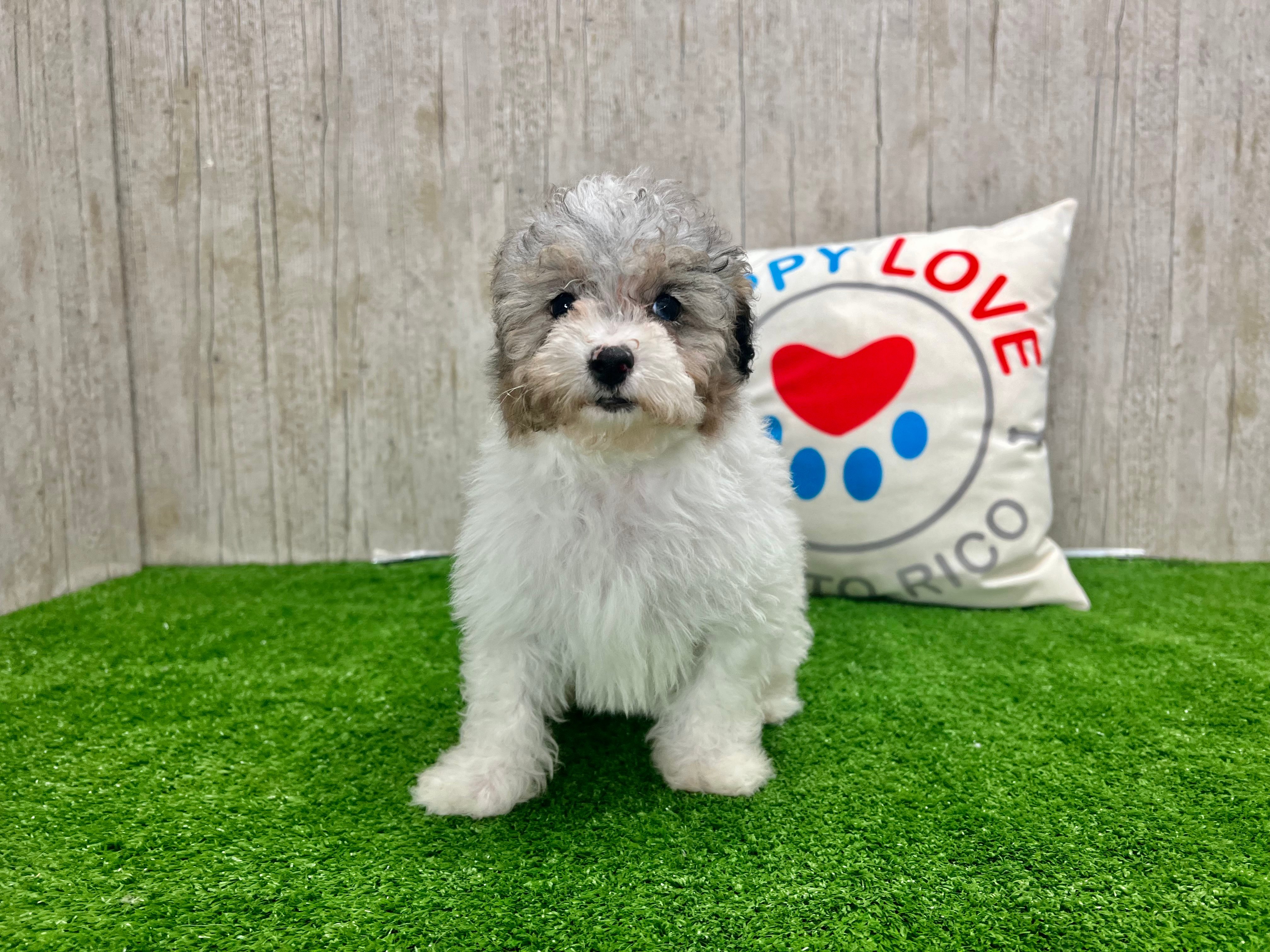 Poodle Puppy for Adoption