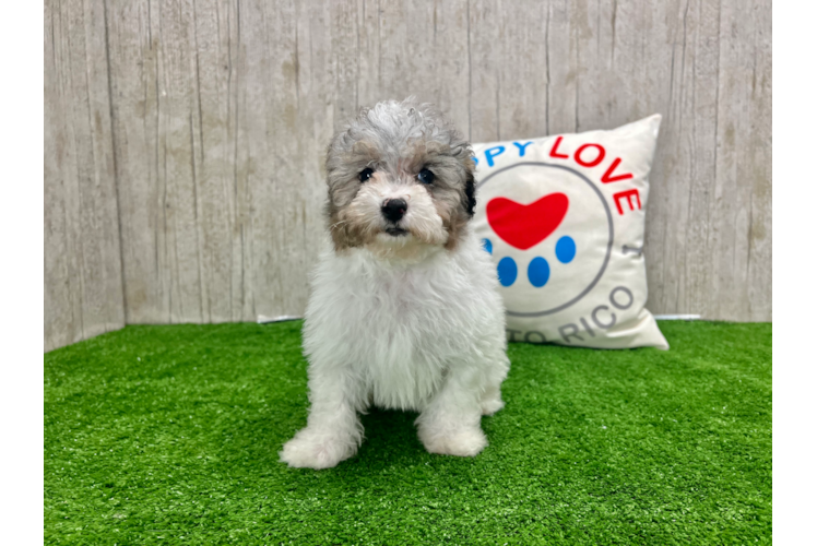 Meet Shelby - our Poodle Puppy Photo 1/4 - Puppy Love PR Poodle Puppy for Adoption