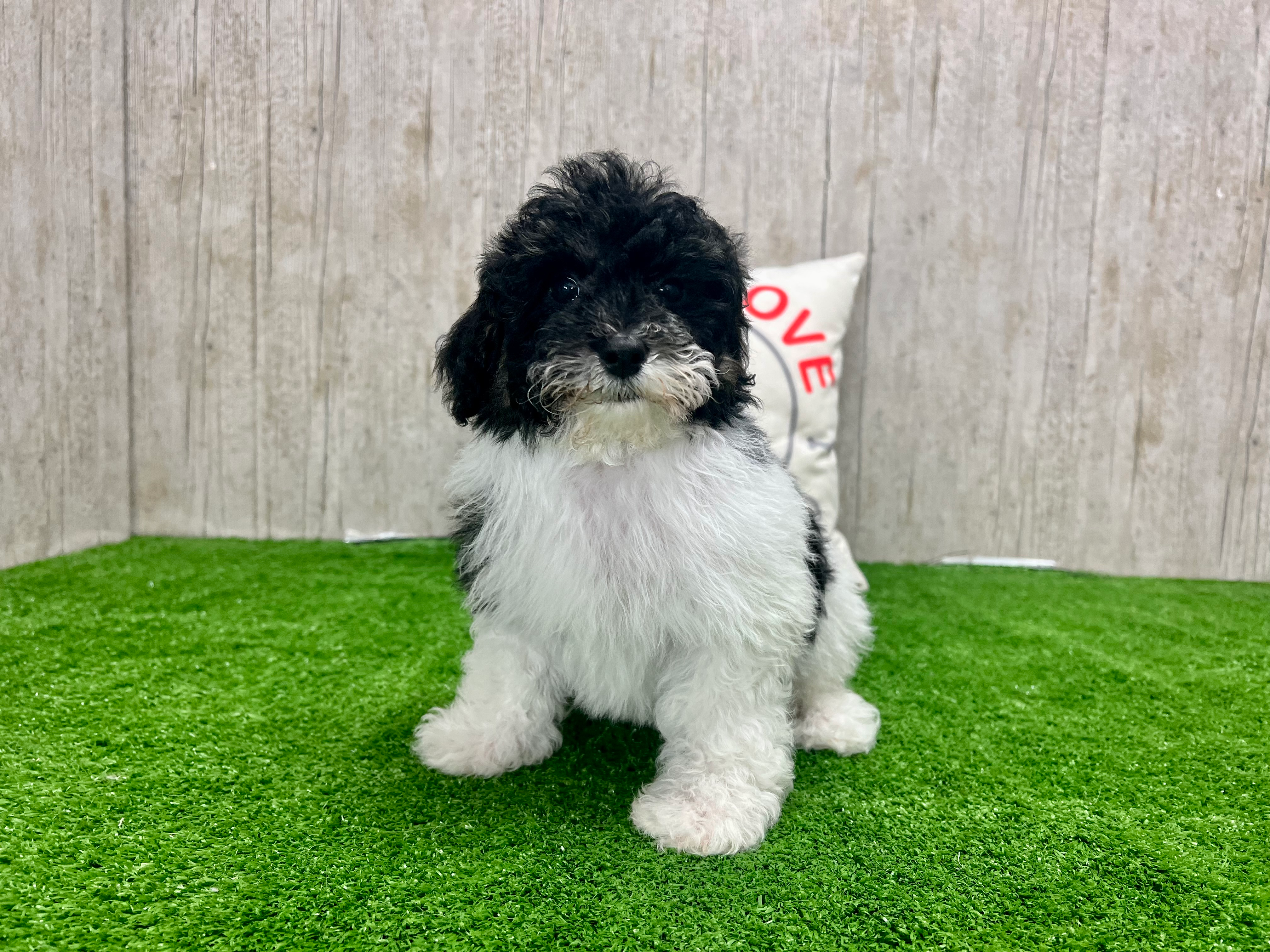 Poodle Pup Being Cute