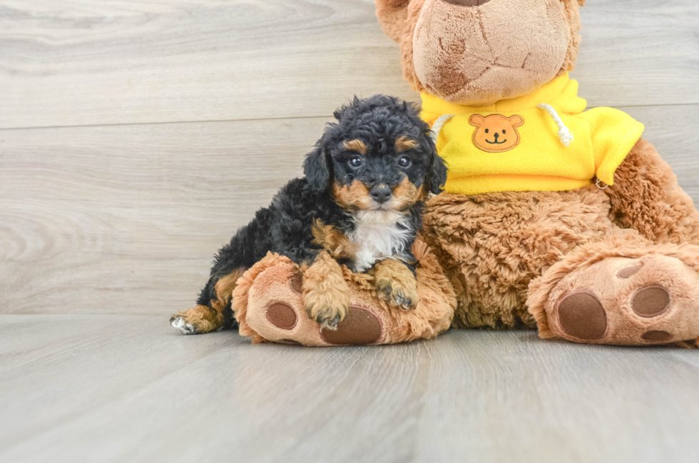 6 week old Poodle Puppy For Sale - Puppy Love PR