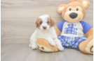 Poodle Puppy for Adoption
