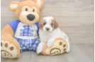 Petite Pudle Purebred Puppy