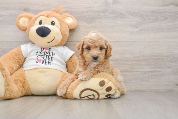 Poodle Pup Being Cute